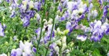 Аконит: фото, виды, выращивание, уход, применение Акониты травянистые многолетники с эффективными цветками