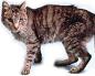 Эндометриоз у кошек: особенности заболевания, признаки и лечение Гормональные изменения у кошек