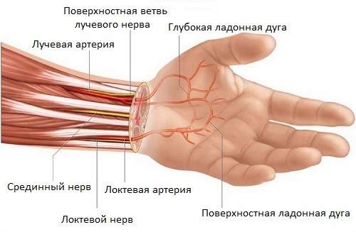 Struktura Kosti Covjekove Ruke Anatomija Karpalnih Kostiju