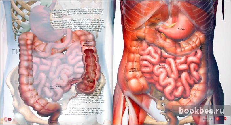 Анатомия внутренних органов фото брюшной полости
