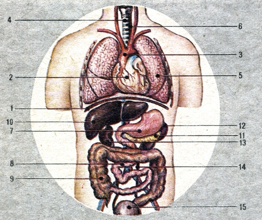 Брюшная и грудная полость тела. Органы брюшной полости человека. Строение брюшной полости человека. Схема внутренних органов человека брюшной полости. Органы грудной и брюшной полости человека.