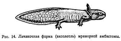 Кольцо аксолотль схема