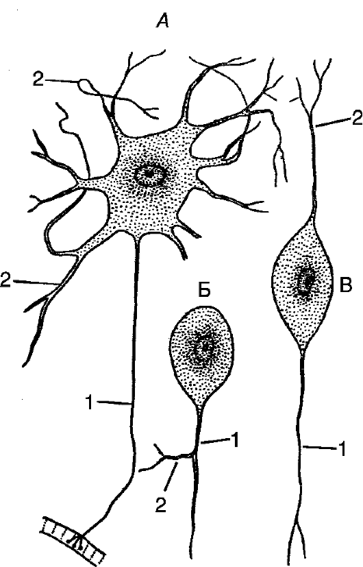 Деление нервных клеток. Строение клетки нервной ткани. Униполярный Нейрон Аксон. Униполярный нейроцит. Нервная ткань Нейрон.