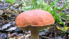 Che aspetto ha un fungo porcino commestibile?