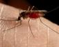 Je li moguće dobiti HIV od uboda komarca ili od zubara