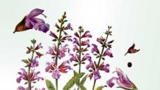 Salvia officinalis: gdje raste, kako sakupljati, sušiti i kuhati