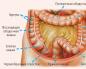 Abdomen, peritoneum i peritonealna šupljina