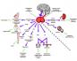 Az agyalapi mirigy betegségeinek jelei és tünetei