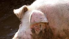 Kako se prenosi svinjska gripa?