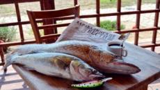 How to cook pike according to step-by-step recipes at home with photos
