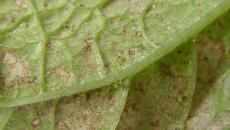 Spider mites on eggplants: signs of the problem and methods of control Spider mites on eggplants what to do