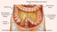 Trbuh, peritoneum i peritonealna šupljina