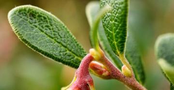 Uva ursina ordinaria: proprietà medicinali e controindicazioni Le foglie di uva ursina hanno pubescenza