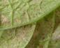 Павутинний кліщ на баклажанах: ознаки проблеми та методи боротьби Павутинний кліщ баклажанах що робити
