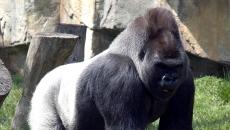 What is the number of gorillas in the world?