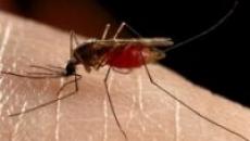 Možete li dobiti HIV od uboda komarca ili od zubara?
