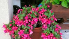 What plants with pink flowers can be grown in a room: names, descriptions, photos