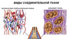 Značilnosti strukture vezivnega tkiva