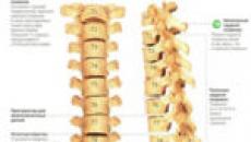 척추의 해부학, 척추의 구조적 특징 인간의 척추는 무엇으로 구성되어 있습니까?
