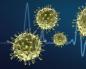 किस वायरस को बैक्टीरियोफेज कहा जाता है?