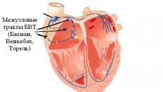 conduction system of the heart
