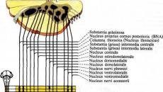 Spinal cord: development, topography, structure, neural composition of the reflex arc