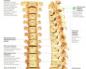 A gerinc anatómiája, a csigolyák szerkezeti jellemzői Miből áll az emberi gerinc
