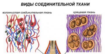 संयोजी ऊतकों की संरचना की विशेषताएं