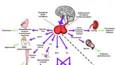 Az agyalapi mirigy betegségeinek jelei és tünetei