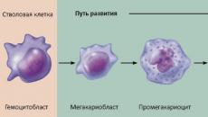 Trombociti u krvi žena: norme i odstupanja, metode korekcije