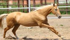 Slavček ali zlata barva konj