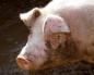 Kako se prenosi svinjska gripa?